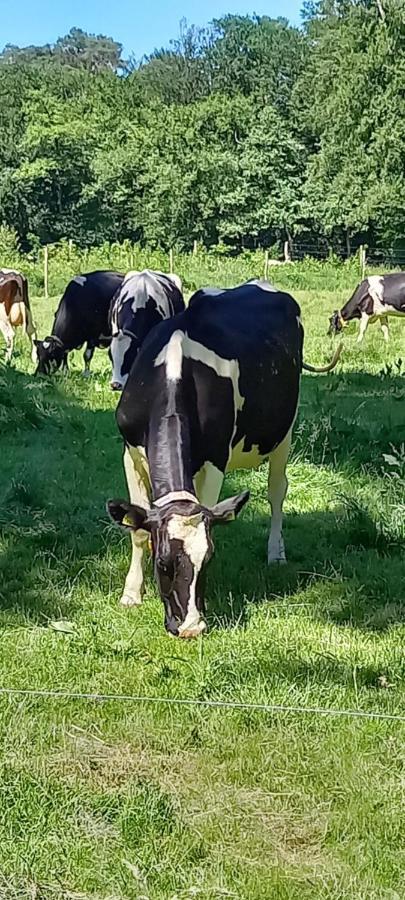 'T Hertje Ermelo Exterior foto